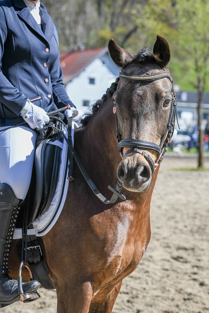 他们对比赛 他们对比赛